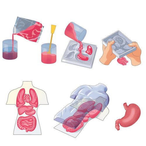 Science and Play - Mini Squishy Organs