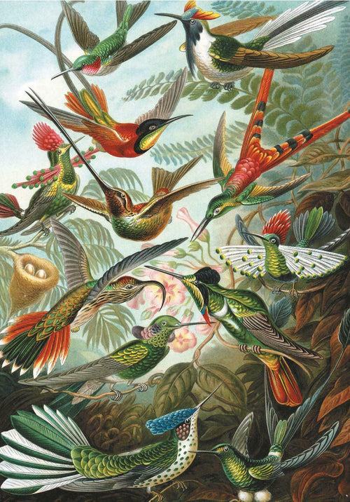 Hummingbirds 1000 (Puslespil)